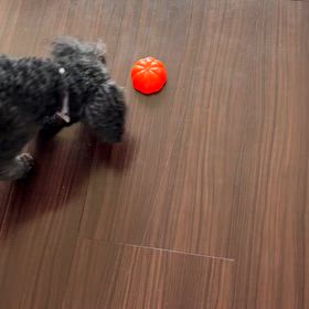 今日のもすりーちゃんの画像