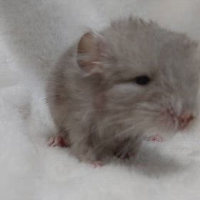 チンチラのシナモン♂くんが爆誕！！！の画像