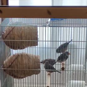 雛鳥日記2の画像