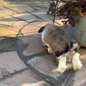 初さんぽの画像