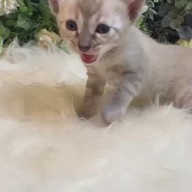 新しい家族の画像