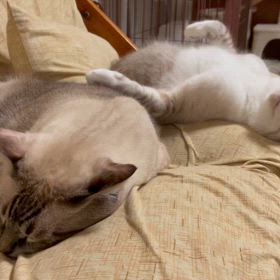 《千葉県八千代市(ピアノ)音楽スタジオBrioです♪》我が家の猫シリーズの画像