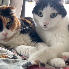 今朝のエールの画像