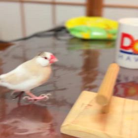 明けましたの画像