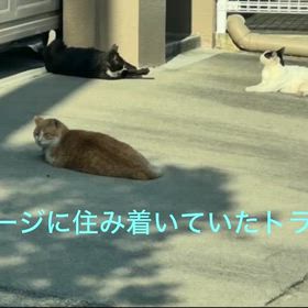 さようならトラちゃんの画像