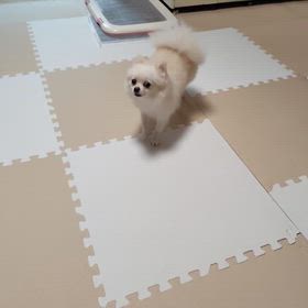 アミの苦手なものの画像