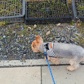 狙うが逃げられる…よねの画像