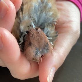 寝言ちゅんの画像