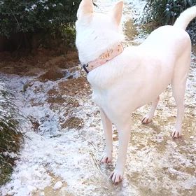 今朝の二匹　2026/1/24の画像