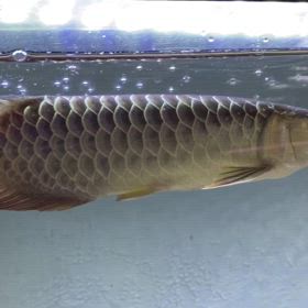 ★藍底 過背金龍！★の画像