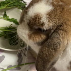 にんじんの葉っぱ大好きの画像