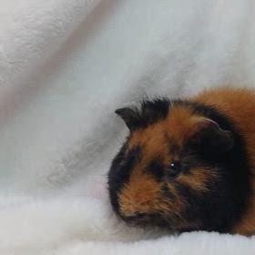 ご家族様募集中のテディモルモット♂くんの画像