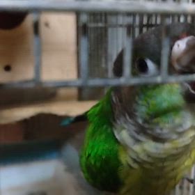 今朝のホースケの画像