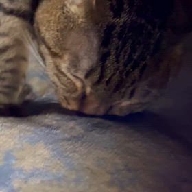 2024/03/20      おねむの　　ちゃいたん❤️の画像