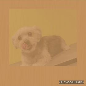 DOGXDOG りんちゃんの画像