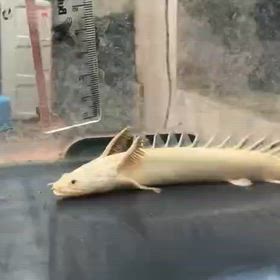 リーズナブルで可愛いサイズの蜃気楼GETしました！の画像