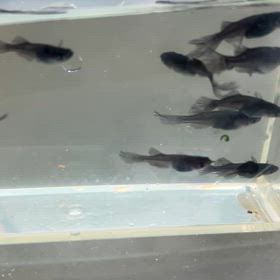 黒いメダカの画像
