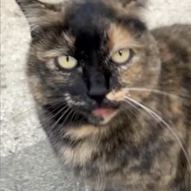 あけましておめでとうございますの画像