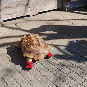 動画投稿の画像