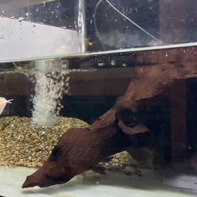 ★G.Wセール！アロワナ！★の画像