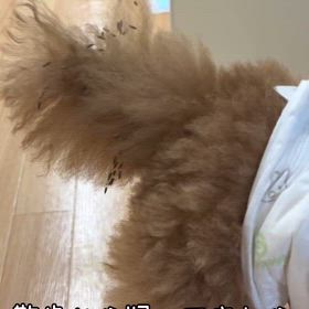 えらいこっちゃ！の画像