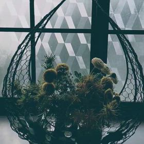 本質の声に近づくための彼女のためのフラワーエッセンス。の画像