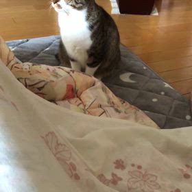 大腸のポリープを取った後は…？ニャンズは知らないって…の画像