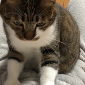 朝から眠たかったけどまだまだ寝れない。踏踏みで寝たいにゃ動画の画像