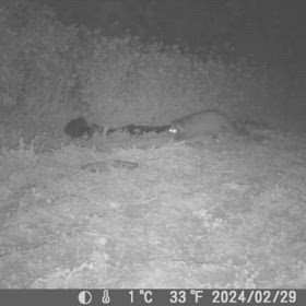 すぎぴたんの事件簿シーズン3　466話（ハクビシン何かを探している）の画像