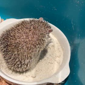 おっさんハリネズミの日常※副音声もお楽しみください。の画像