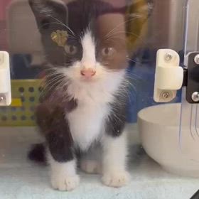 ちっちゃなハチワレくんの画像