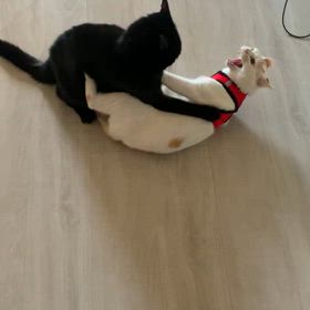 2024.05.26：災害に備えて胴リード購入。の画像