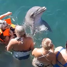 イルカと泳ぎの画像