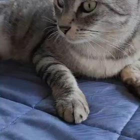 ”【迷子猫探しています】川崎市　多摩区　生田　サバトラ　メス”の画像