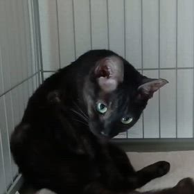 譲渡会参加猫　夜空くんの画像