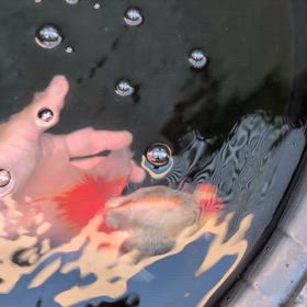 蝶尾❗️の画像