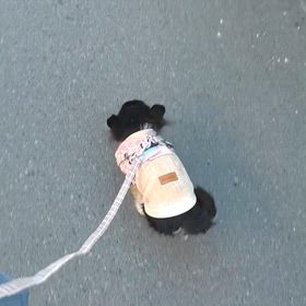 娘ฅˆ•ﻌ•ˆฅ歩きました！の画像