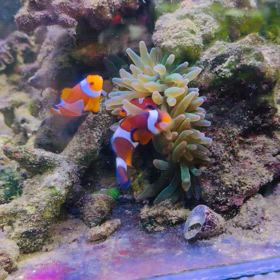 カクレクマノミ御一行様の画像