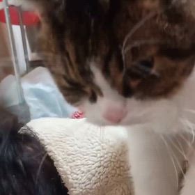 長男ぴこり⑩。の画像