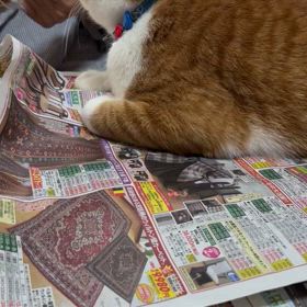 ちゃちゃ丸通信 18号ー！の画像