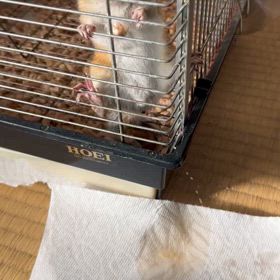 お正月ネタの画像