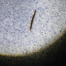 先日撮ってた朝ウォーキングでのの画像