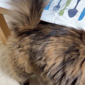 わたしはポンタ。べー！って鳴くの。の画像