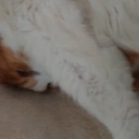 うみとやま1988日目（生後5年6ヶ月24日）の画像