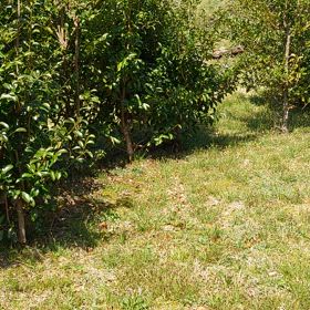 父親が植えた榊の画像