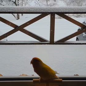 雪降りと薄い頭の画像