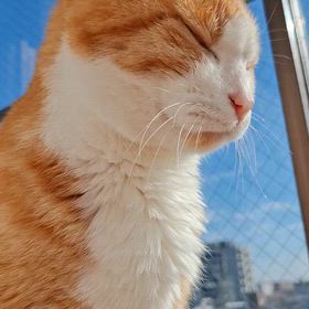 ぽかぽかにゃ～の画像