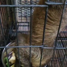 ナマケモノベビーの画像