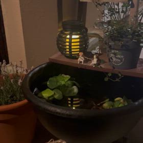 ビオトープの画像