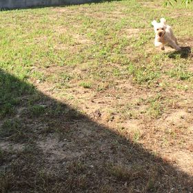 【ワンコ】爆走モナカ  。の画像